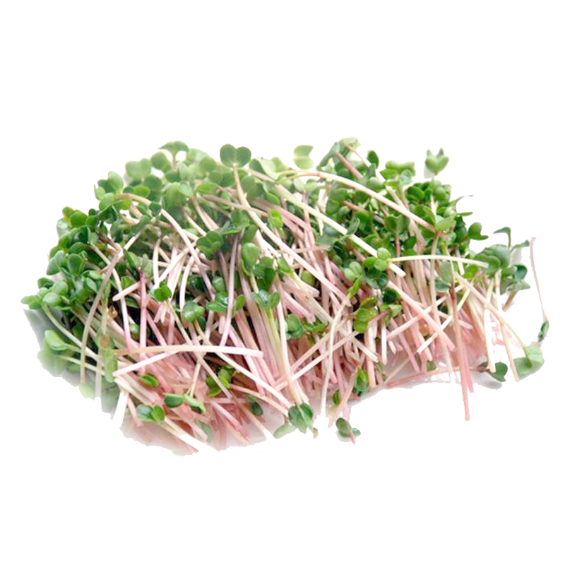 【沁蕊】新鲜萝卜苗西餐