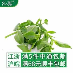 【沁蕊】新鲜田七叶500g穿心莲田七苗