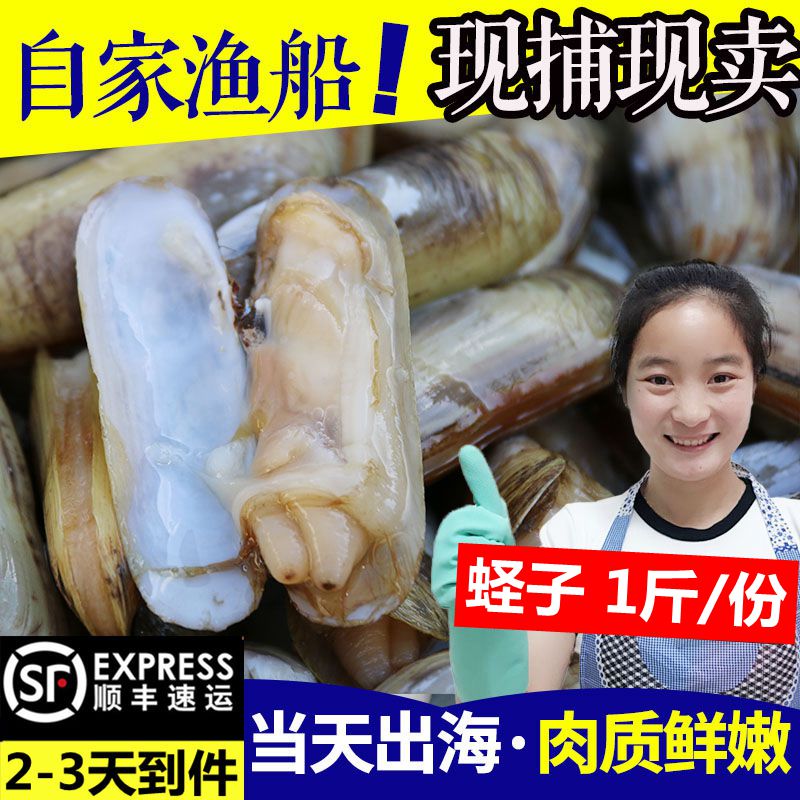 海鲜水产贝类鲜活蛏子新鲜蛏子野生双头蛏鲜活海蚬海贝连云港1斤