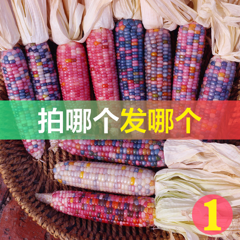 七彩玻璃宝石文玩玉米图片