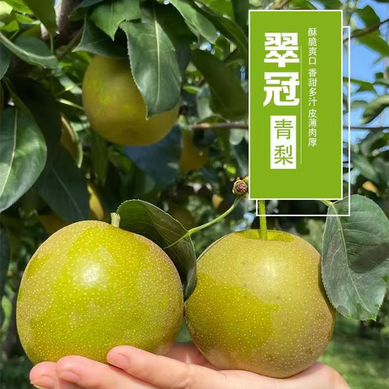 湖北翠冠梨青皮梨子脆甜多汁好吃