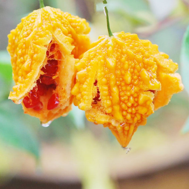 金铃子赖葡萄种子金癞瓜种籽苗四季金玲子小苦瓜秋季盆栽蔬菜孑癞