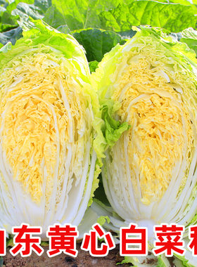 山东黄心大白菜种子秋季菜种