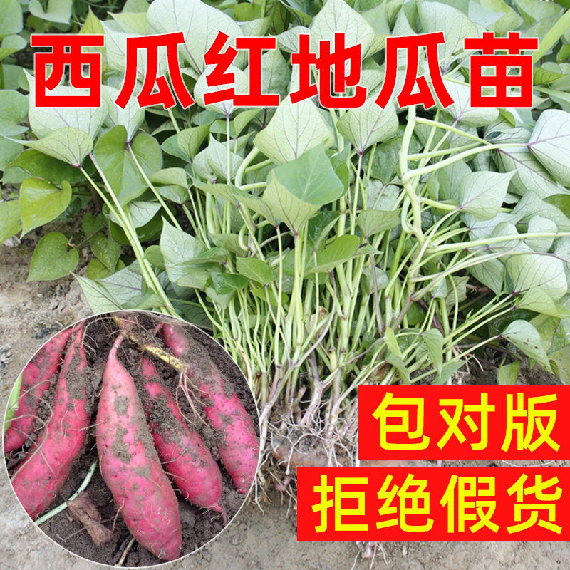 西瓜红红薯苗老品种高产