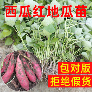 西瓜红红薯苗山东板栗地瓜苗秧老品种高产黄皮黄心正宗白心蜜薯苗