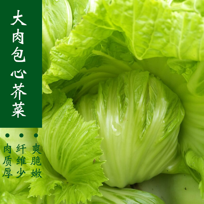 包心芥菜种籽种子广东南方四季大叶夏季菜种籽秋季种的水东蔬菜子