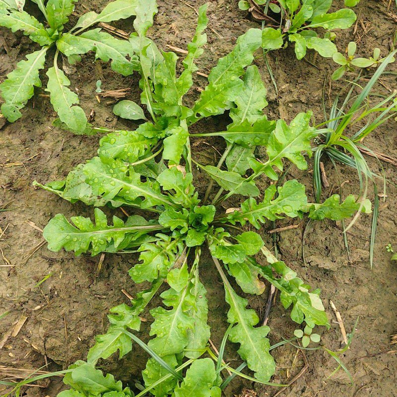 荠菜菜籽荠荠菜种子地菜四季野菜阳台菜种盆栽蔬菜籽种孑春季种籽