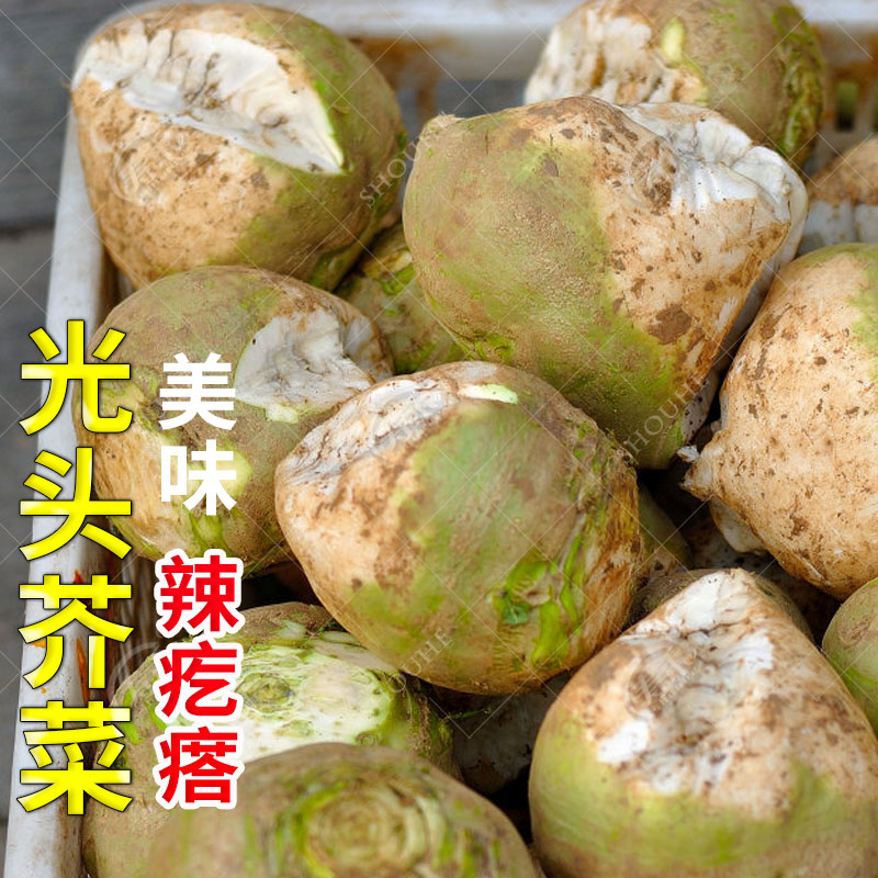 光头芥菜种籽辣疙瘩菜种
