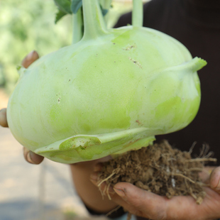 神农牌青苤蓝种子种籽苤兰秋播菜种秋季蔬菜大头菜大田子丕蓝菜孑