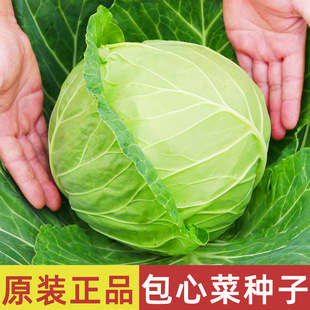 包心菜种子四季种孑冬天种的蔬菜种籽冬季菜苗南方菜种秧苗甘蓝苗