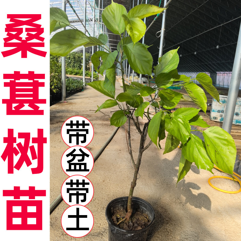 桑葚树苗大果带盆发货