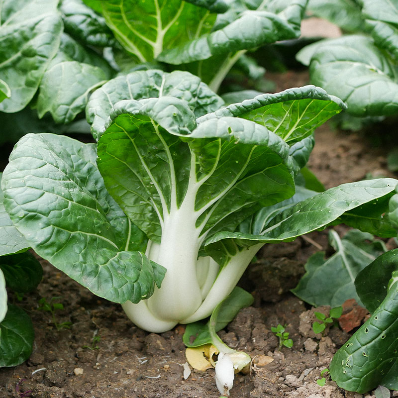 奶白菜种籽种子小青菜阳台种菜耐寒菜种盆栽菜四季南方蔬菜孑菜籽-封面