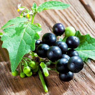 龙葵种籽紫黑色农家盆栽黑悠悠水果种四季阳台黄果蔬菜种子孑