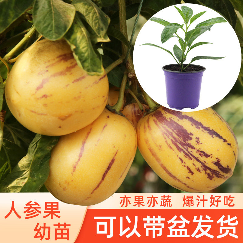 人参果树苗盆栽水果秧苗图片