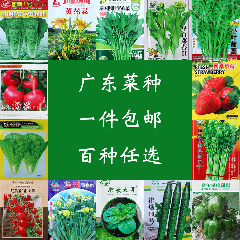 农家春播大全四季番茄蔬菜种子图片