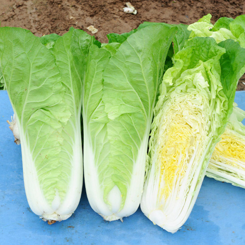 奶油快菜种子种籽四季小白菜蔬菜青菜速生菜籽孑秋季夏季菜种大全
