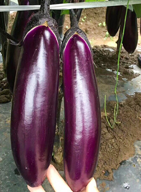 紫色长茄子种子茄子苗秧苗大西南红丽四季高产老品种阳台种孑带土