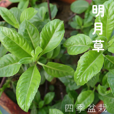 神仙草明月草苗盆栽种植食用白子