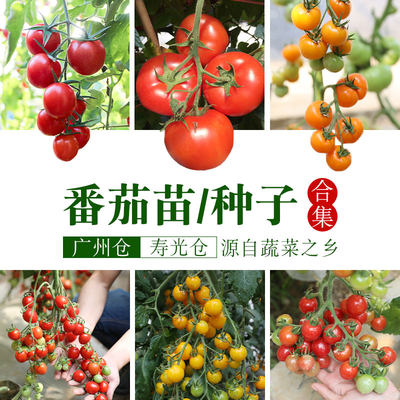 西红柿四季阳台盆栽千禧小番茄苗