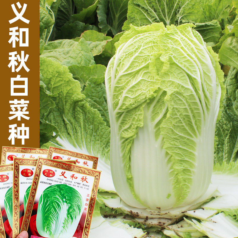 正宗小/义和秋白菜种子山东胶州大白菜大全种籽子孑高产蔬菜冬储