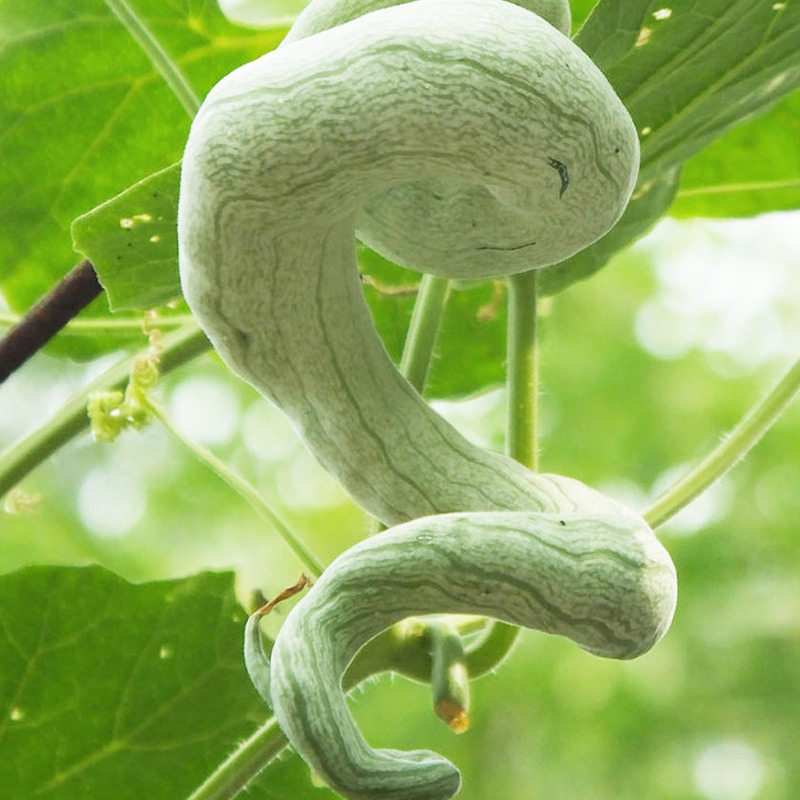 蛇瓜种子苗四季种籽夏季种孑蔬菜秧苗特长丝瓜耐高温菜苗蛇豆菜种