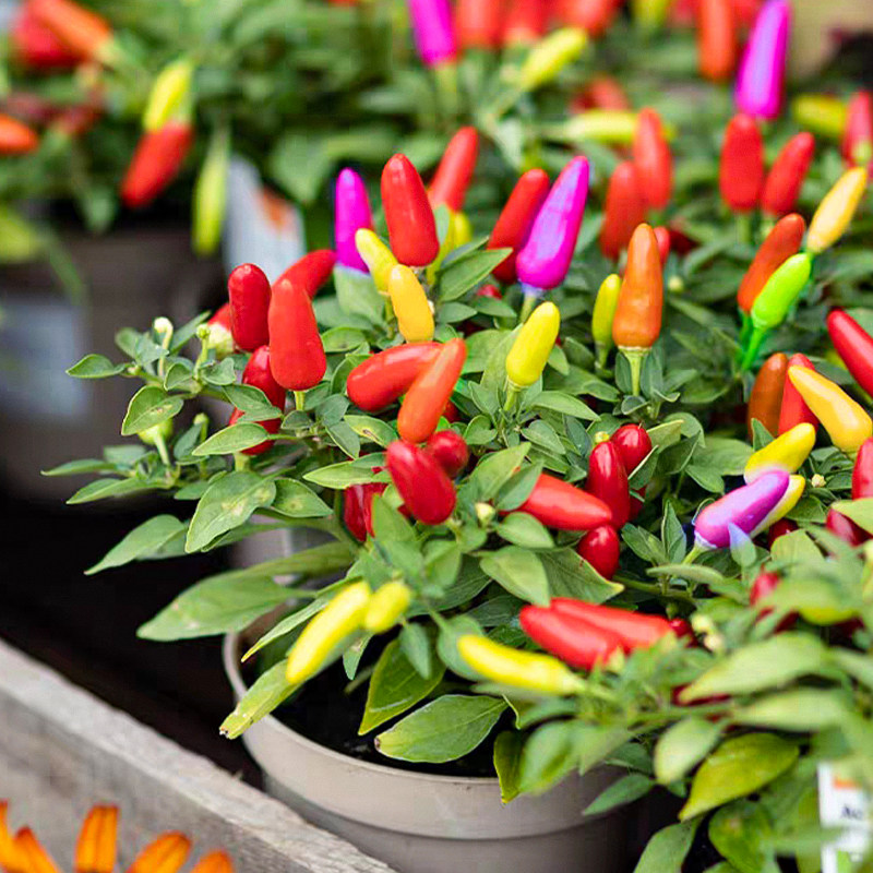 七彩小尖椒籽种孑五色朝天椒观赏辣椒种子四季春季盆栽泡椒六彩椒