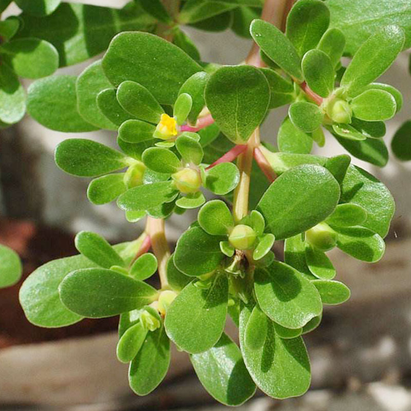 食用马齿苋种子种籽马芷苋半枝莲太阳花马苋菜大花青菜菜盆栽花孑