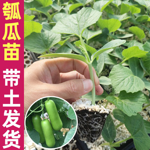 瓠子瓜苗瓠瓜种子秧苗蔬菜种籽孑苗适合冬天种的菜种冬季菜苗