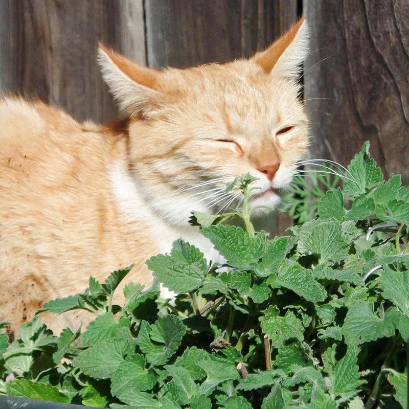 猫薄荷草盆栽薄荷苗植物猫咪零食