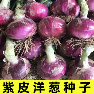 洋葱种子苗老品种紫皮水果圆葱冬天种的蔬菜种籽秧苗耐寒菜种高产