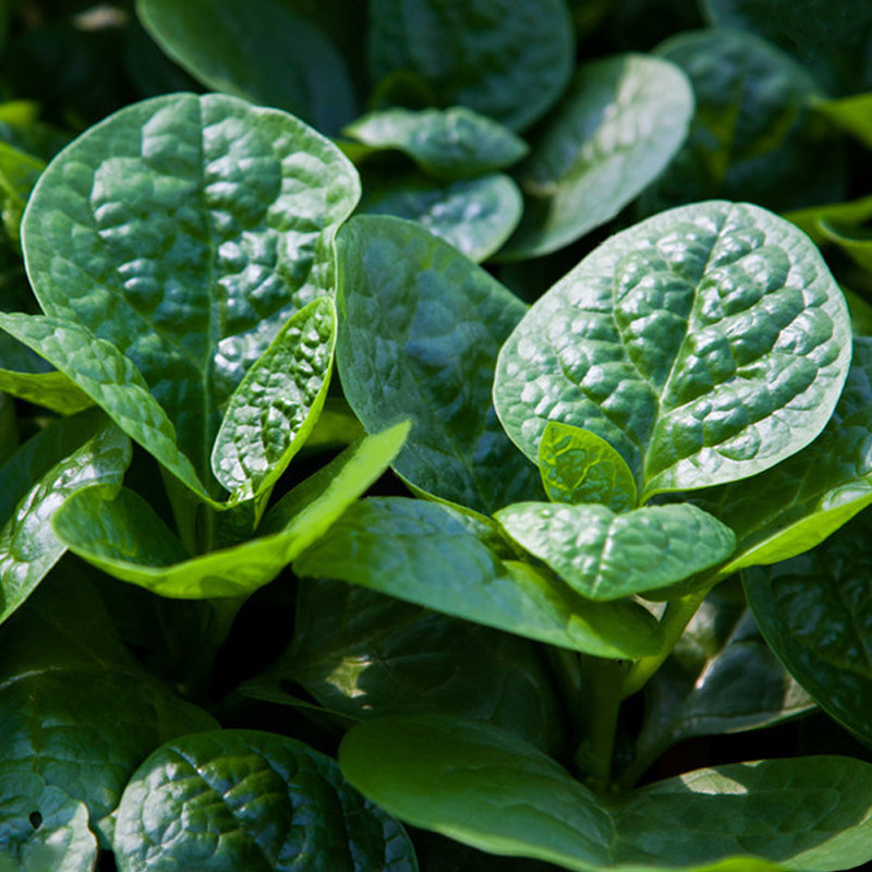 大叶木耳菜种籽子爬藤小青菜阳台盆栽豆腐南方蔬菜四季春夏季菜苗