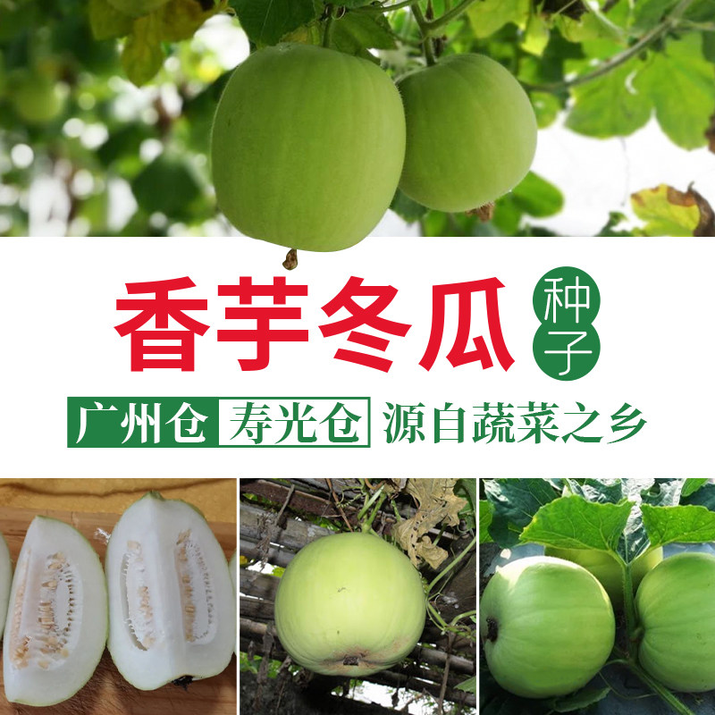 香芋冬瓜种子籽蔬菜孑南方四季阳台春季盆栽苗芋头香味东瓜小冬瓜