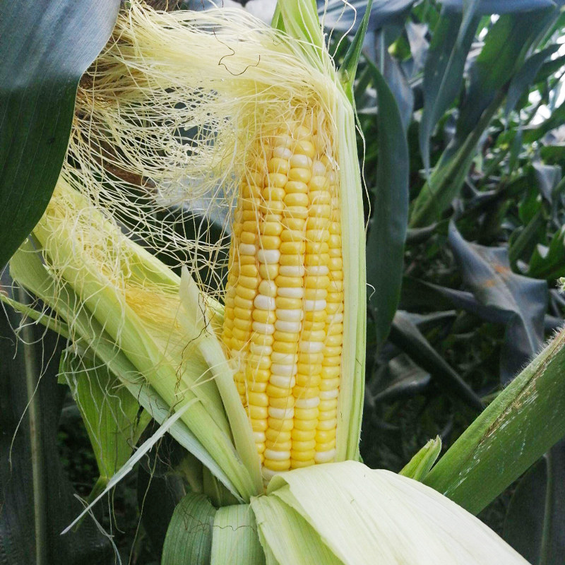 超甜水果玉米种子籽四季香甜牛奶大田南方高产包谷种生吃甜糯苞米