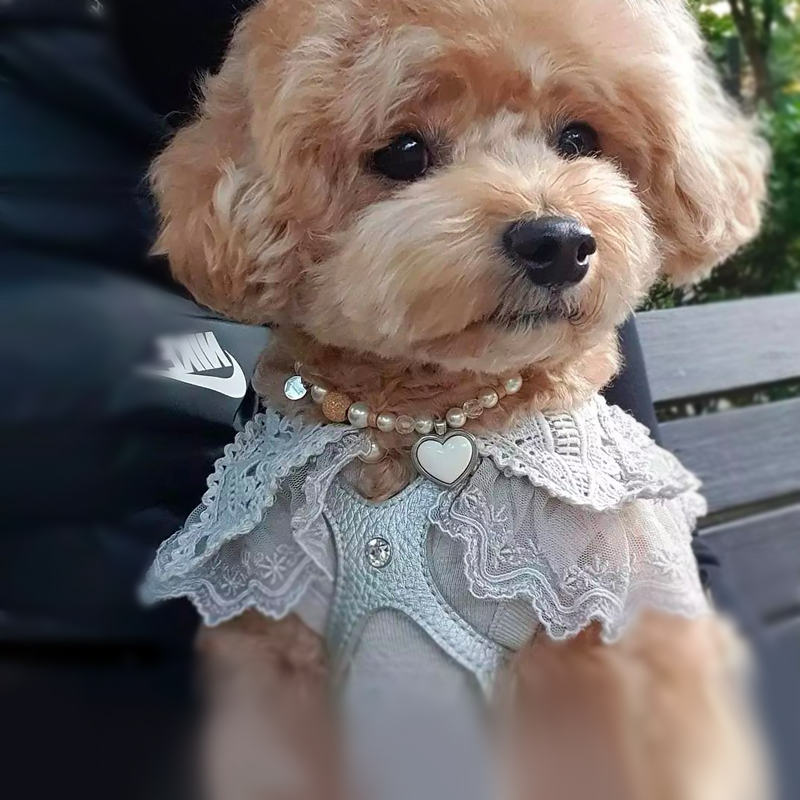 【月光银】BuddyBelts加拿大bb胸背银色宠物真皮背心式牵引猫狗