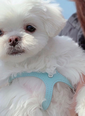 【婴儿蓝】加拿大bb胸背babyblue马尔济斯小型犬真皮猫狗牵引绳