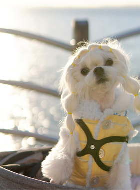 【黑色】BuddyBelts加拿大bb胸背宠物真皮胸背带小鹿犬狗狗牵引绳