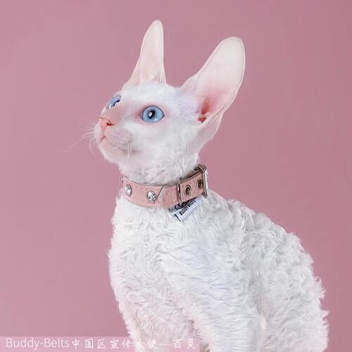 加拿大bb宠物真皮项圈