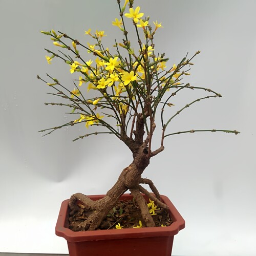 迎春花盆栽树苗老桩耐寒爬藤植物