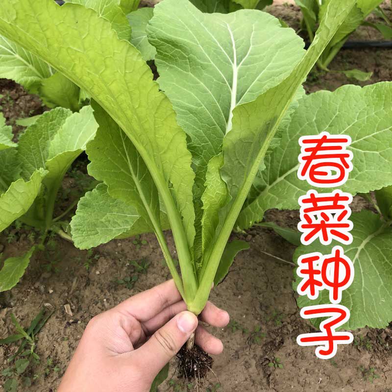 春菜种子香芥菜种籽四季庭院大面积叶菜青菜高产阳台蔬菜种子包邮