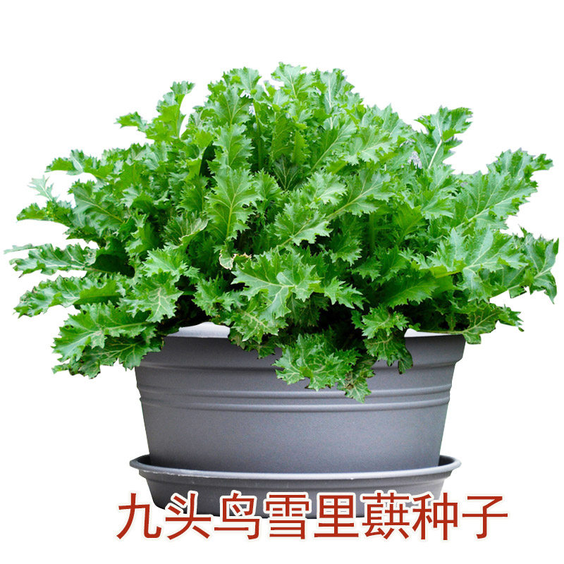 九头鸟雪里蕻菜种籽雪菜芥菜种籽雪里红菜籽秋冬季四季播蔬菜孑