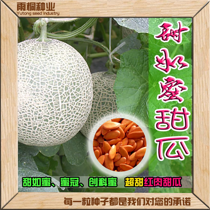 新疆哈密甜瓜种子西州蜜火洲蜜网纹黄皮绿皮桔红肉瓜种籽水果种子