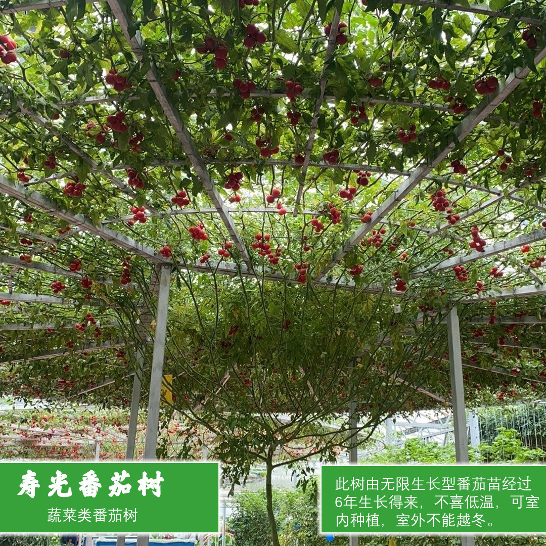 番茄树苗蔬菜类果树庭院种植南北方盆栽番茄苗成品苗子观赏食用