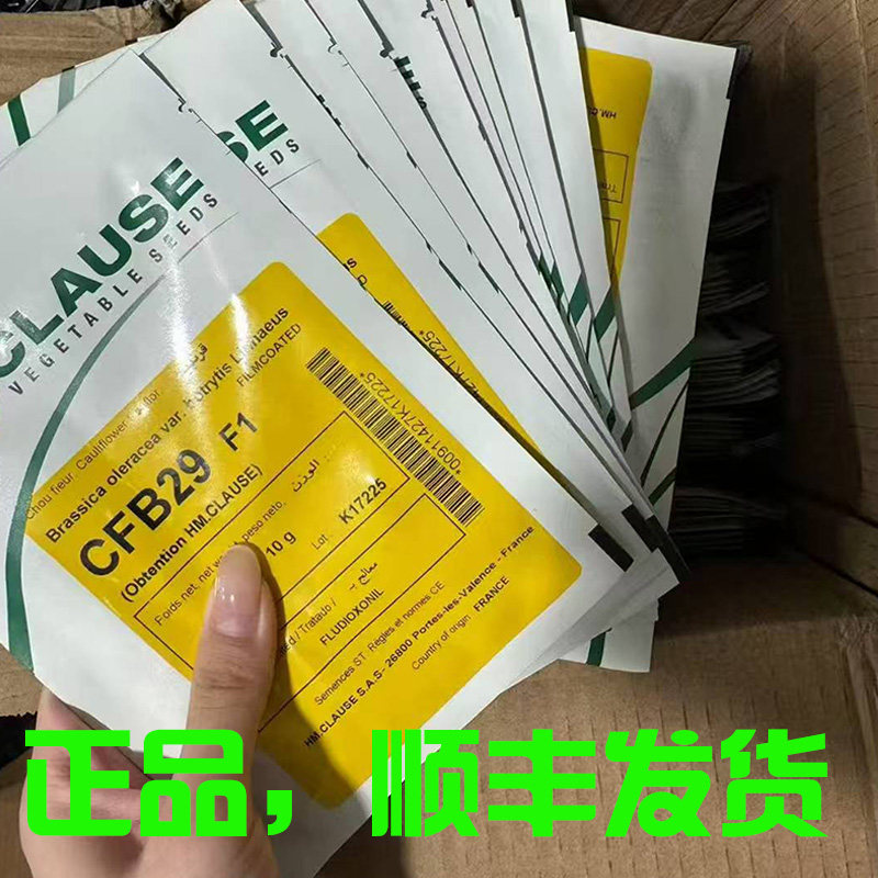 宝塔菜种子 吉普赛进口宝塔花椰菜花菜籽 四季播种优质品蔬菜种子