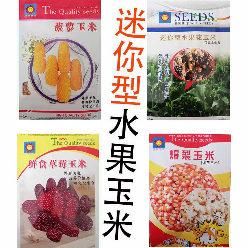 菠萝草莓水果玉米种子 春季夏季秋季四季播籽 阳台盆栽易种迷你孑