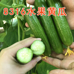 8316无刺水果黄瓜种子进口迷你小黄瓜籽苗子春秋四季阳台盆栽蔬菜