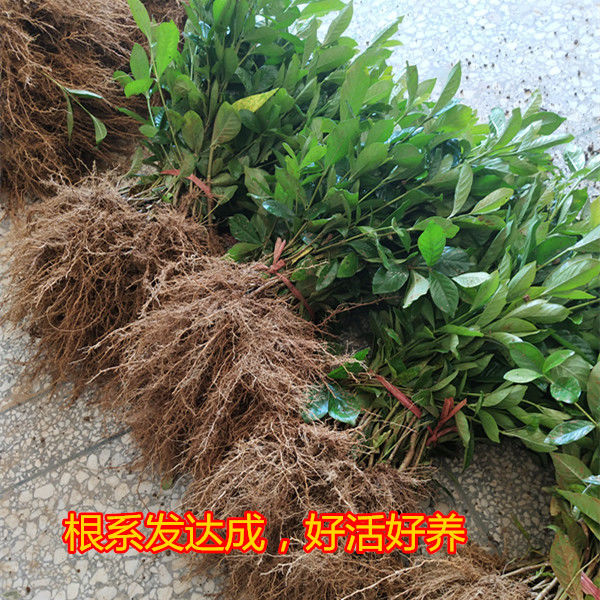 栀子花树苗小苗浓香型大小叶地栽盆栽牡丹栀子阳台庭院绿植枝枝花