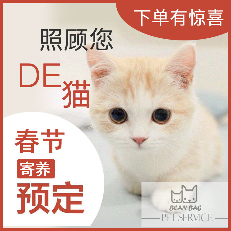 深圳地区元旦春节猫咪宠物寄养家庭式宠物托儿所猫酒店服务预定