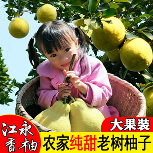 湖南江永香柚30斤老树柚子纯甜不酸新鲜水果冰糖沙田柚子农家特产