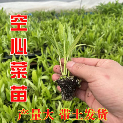 竹叶空心菜种子种籽苗四季菜苗带根柳叶蔬菜菜籽水孑大叶青菜菜种