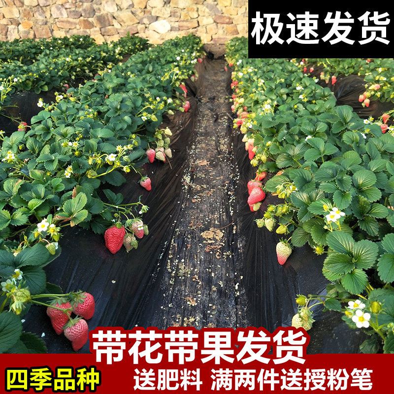 四季草莓苗奶油盆栽食用带土带盆牛奶露天草莓秧苗种籽子带花带果